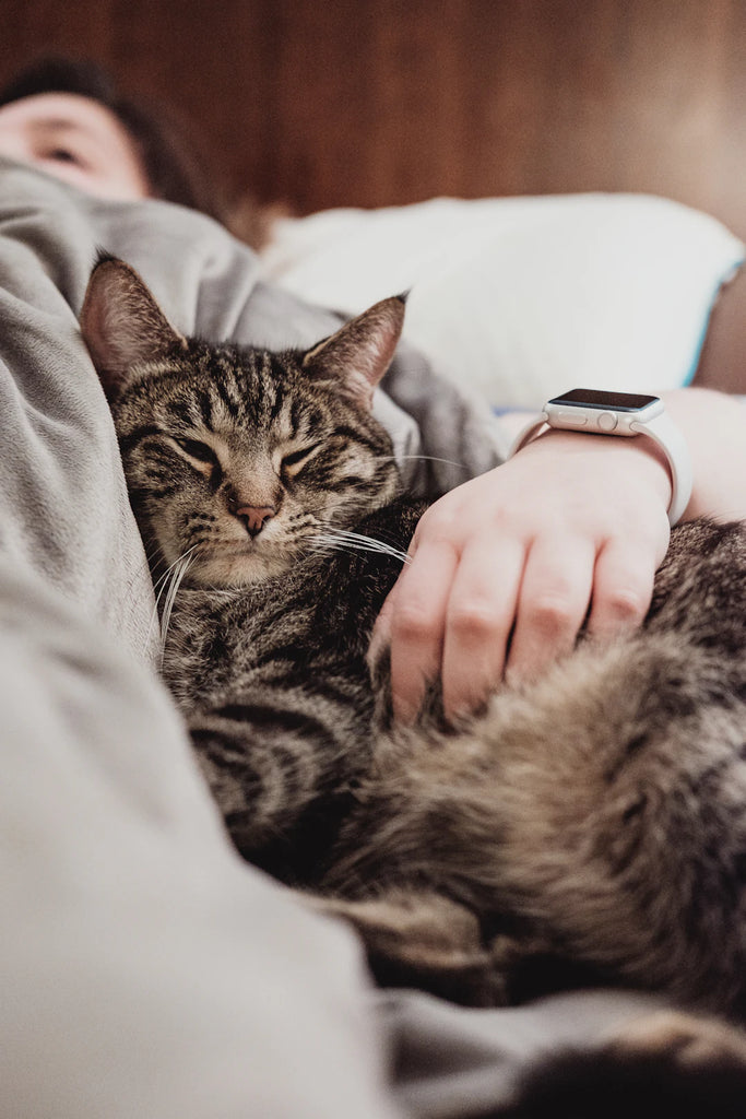 Finding Your Perfect Fur-Friend The Ultimate Guide to Choosing a Pet for Your Lifestyle