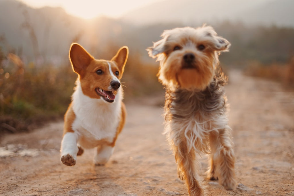 Find Your Perfect Companion: Choosing the Right Pet for Your Lifestyle