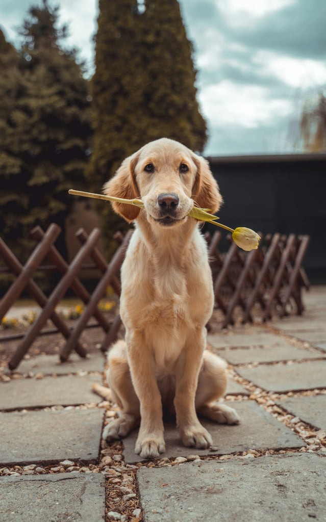 Transform Your Outdoor Space into a Pet Paradise: Tips for Creating a Pet-Friendly Haven