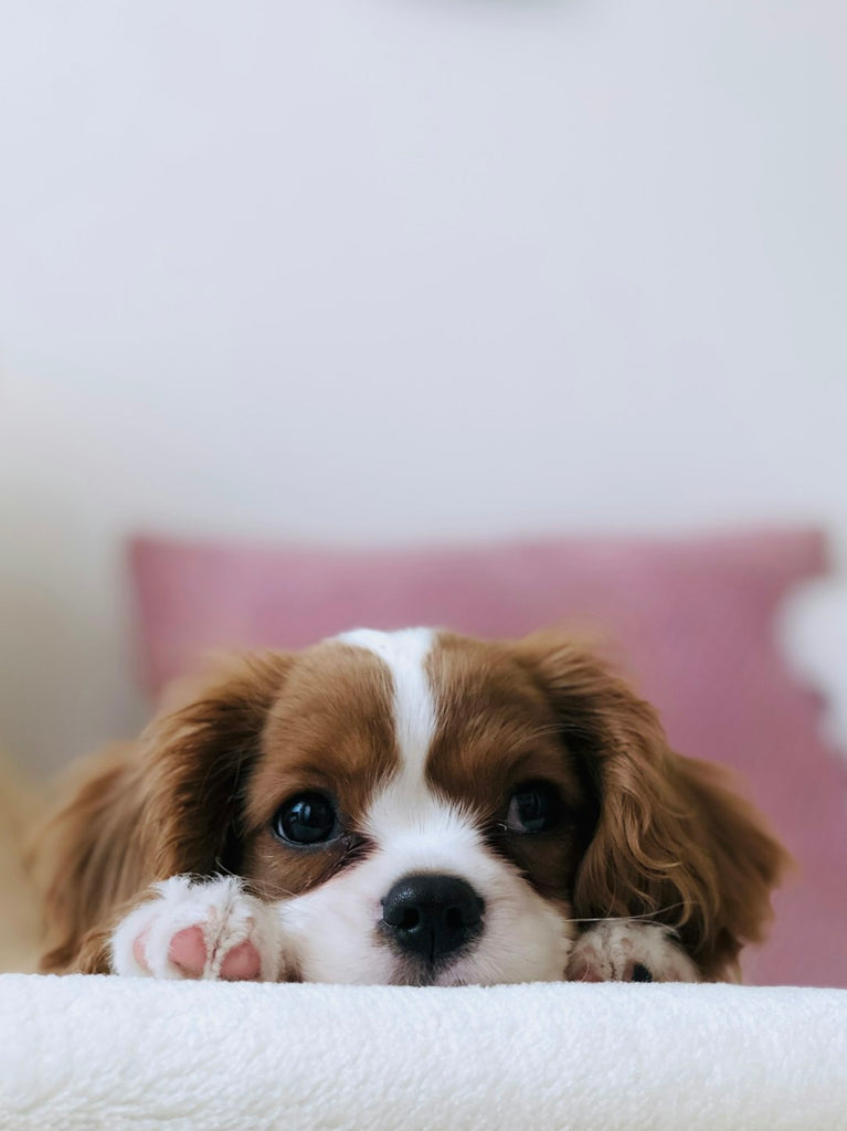 Creating a Pet-Friendly Home: Tips and Tricks