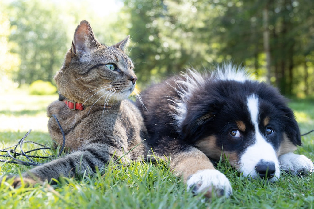 Pet Obesity: Causes, Risks, and Prevention