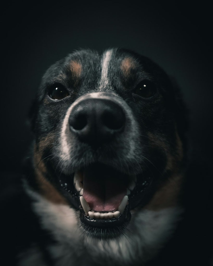 Unleash Your Creativity: Pet Photography 101 for Perfect Moments with Your Furry Friends