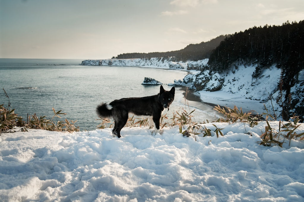 Wanderlust and Whiskers: Ultimate Guide to Travelling with Your Pet